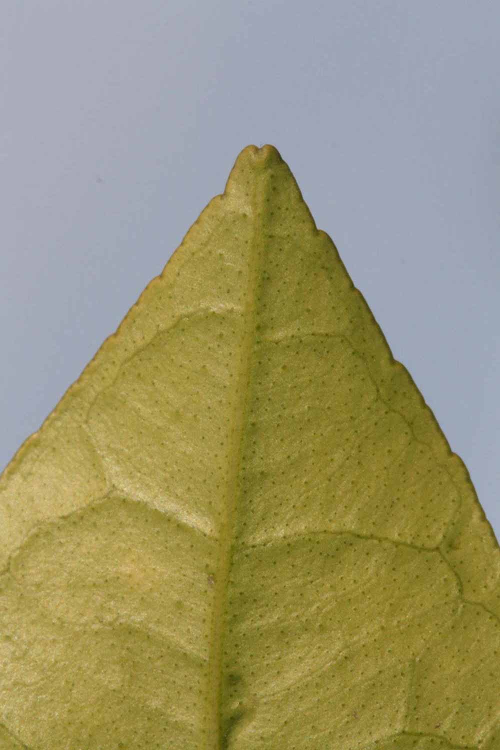              Margin (Riverside, CA)       